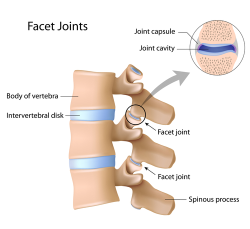 facet-joint facet-joint