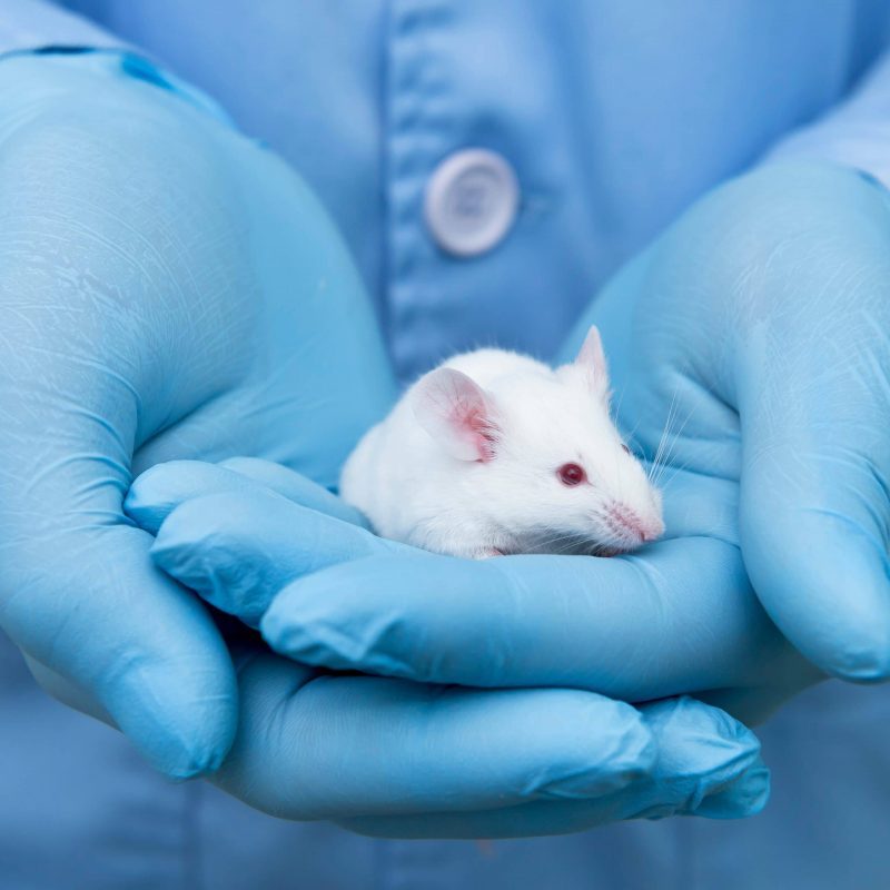Paralysed Mice Walking Again, Human Trials to Come Soon!