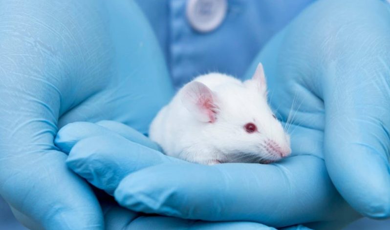 Paralysed Mice Walking Again, Human Trials to Come Soon!